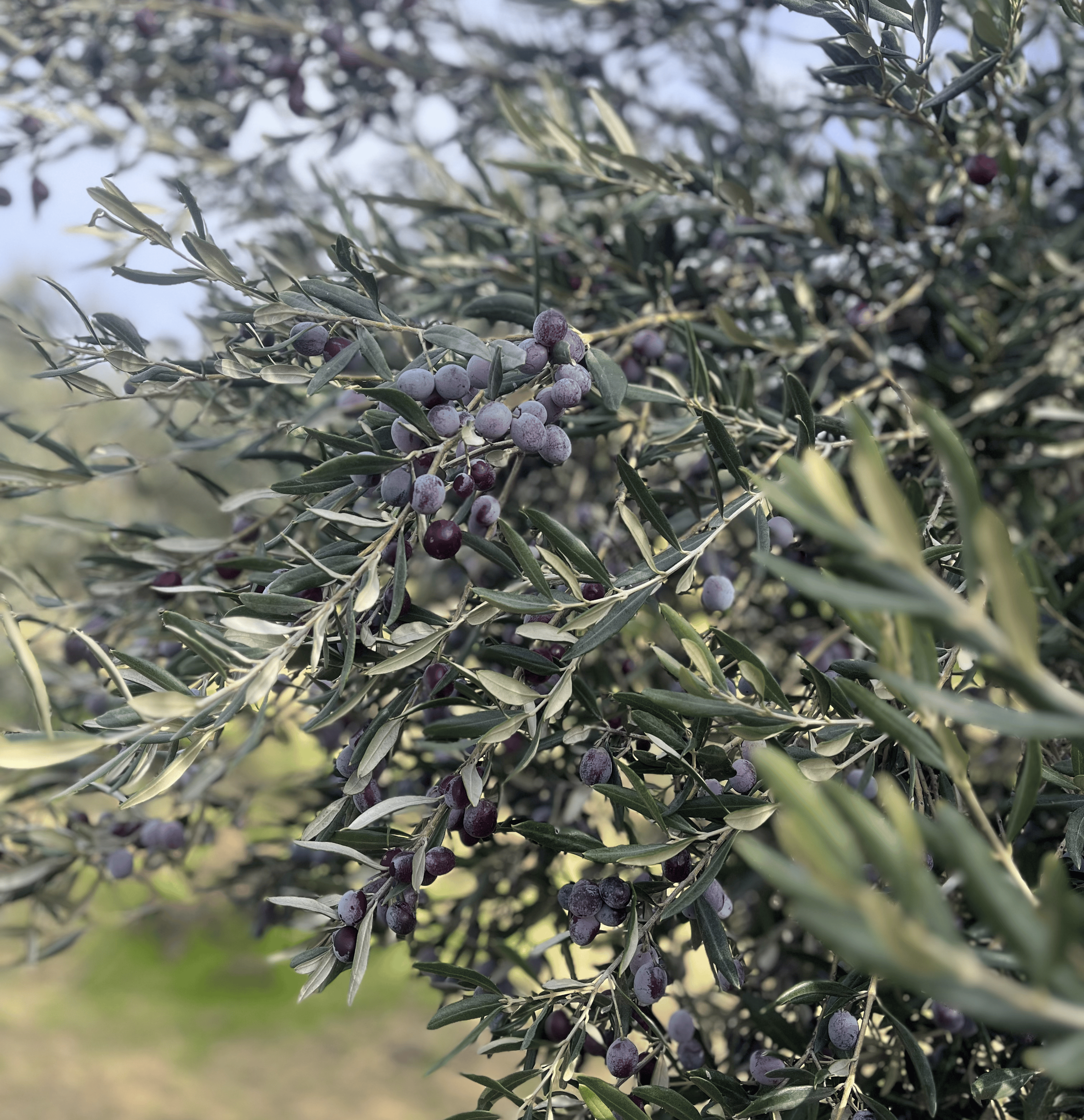 Sofranın Altını: Gerçek Zeytinyağı Nasıl Anlaşılır?